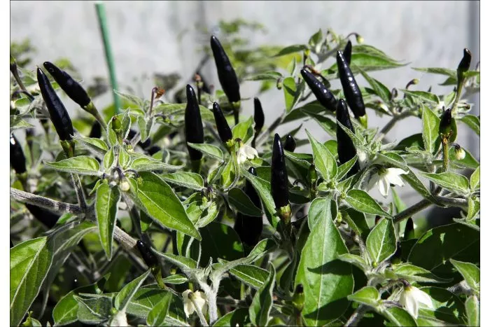 chernaya-kobra-7-181142