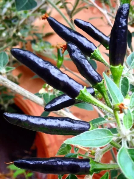 chernaya-kobra-main-181142