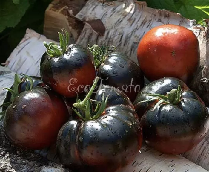 chernaya-krasavitsa-blek-byuti-10-176409