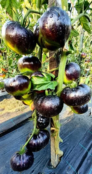 chernaya-krasavitsa-blek-byuti-2-176409