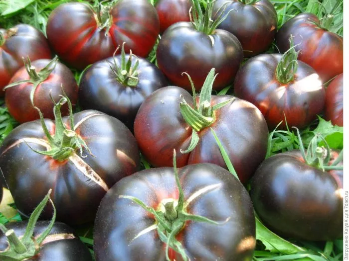 chernaya-krasavitsa-blek-byuti-3-176409