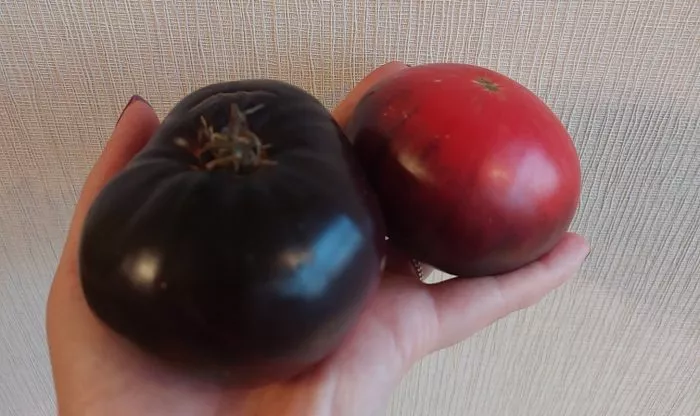 chernaya-krasavitsa-blek-byuti-4-176409