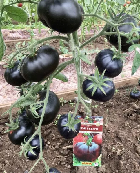 chernaya-krasavitsa-blek-byuti-5-176409