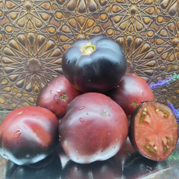 chernaya-krasavitsa-blek-byuti-6-176409