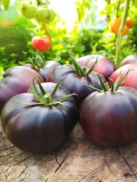 chernaya-krasavitsa-blek-byuti-7-176409