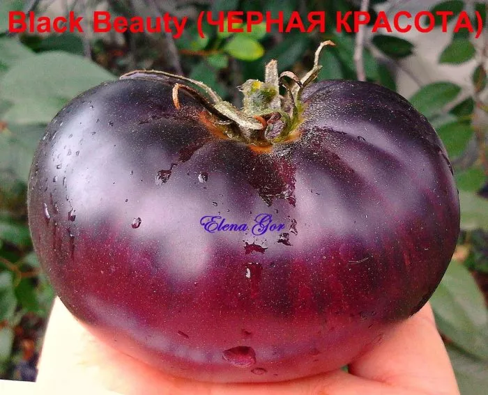 chernaya-krasavitsa-blek-byuti-8-176409