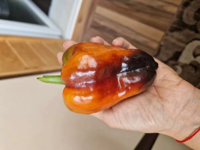 chernaya-lakomka-1-185515