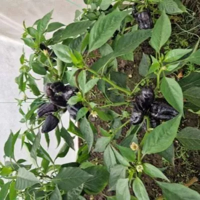 chernaya-lakomka-10-185515