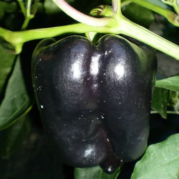 chernaya-lakomka-7-185515