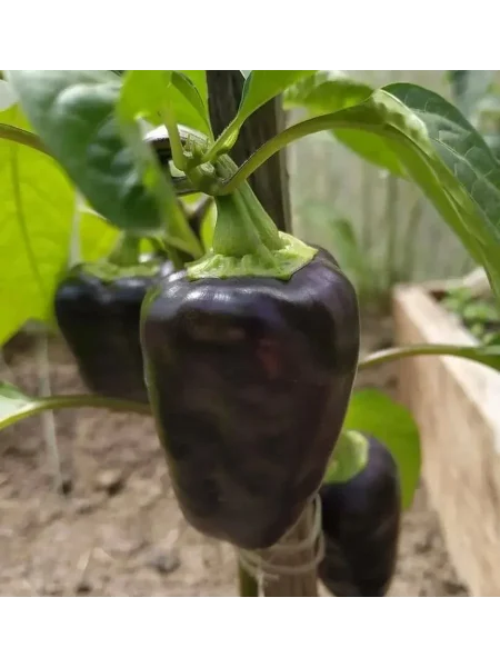 chernaya-lakomka-main-185515