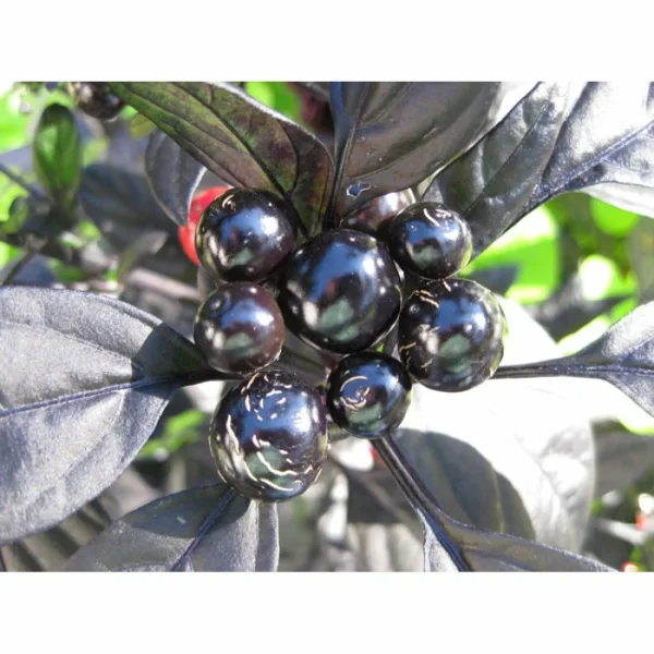 chernaya-olivka-1-179614