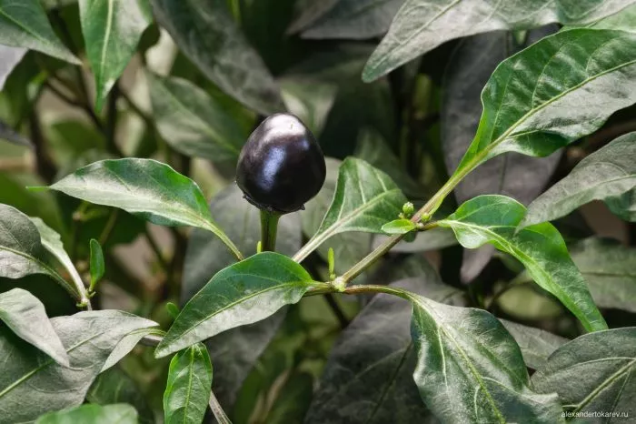 chernaya-olivka-2-179614