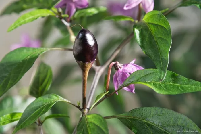 chernaya-olivka-3-179614