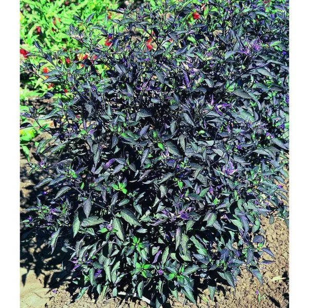 chernaya-olivka-4-179614