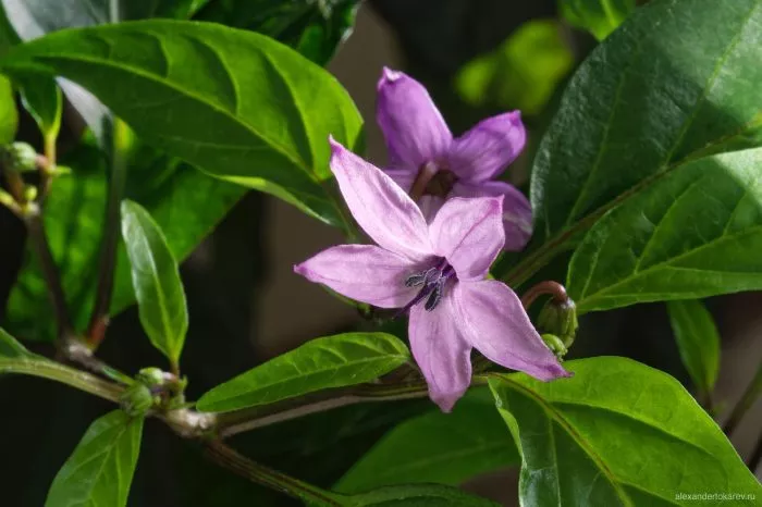 chernaya-olivka-7-179614