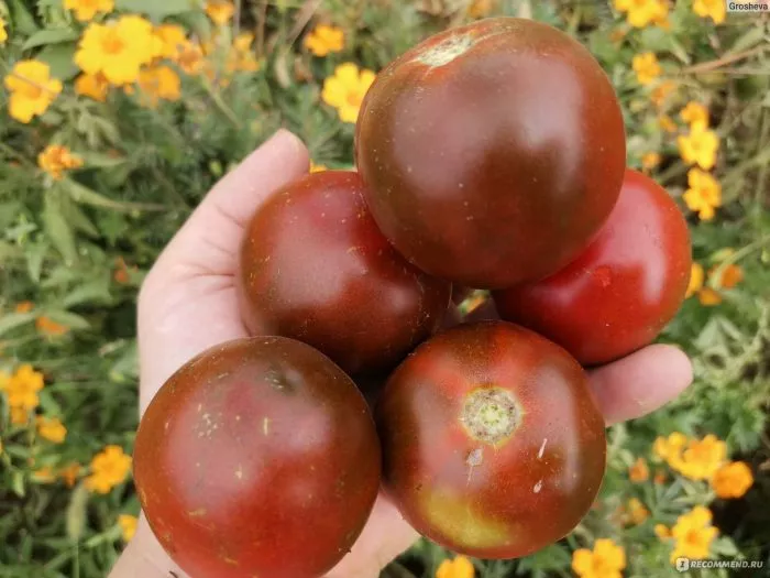 chernaya-pantera-main-175258