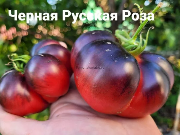 chernaya-russkaya-roza-1-170594