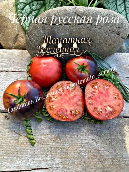 chernaya-russkaya-roza-2-170594