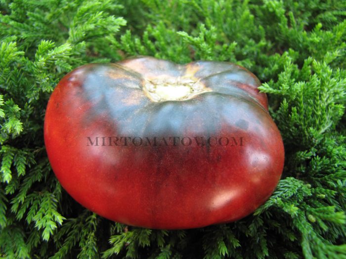 chernaya-russkaya-roza-4-170594