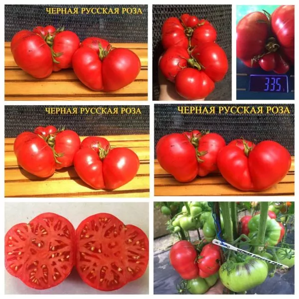 chernaya-russkaya-roza-5-170594