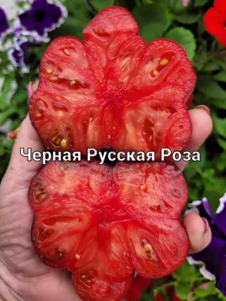 chernaya-russkaya-roza-6-170594