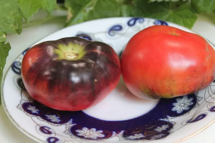 chernaya-russkaya-roza-main-170594