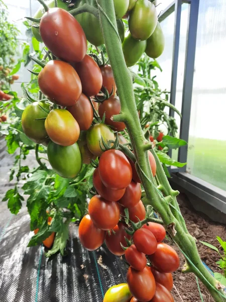 chernyy-grozdevoy-2-171455