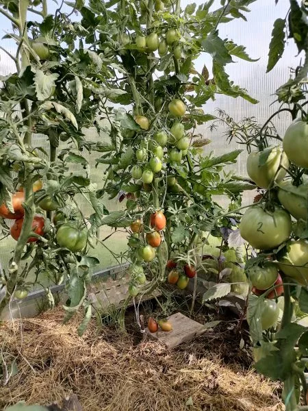 chernyy-grozdevoy-3-171455