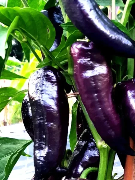 chernyy-markoni-1-184117