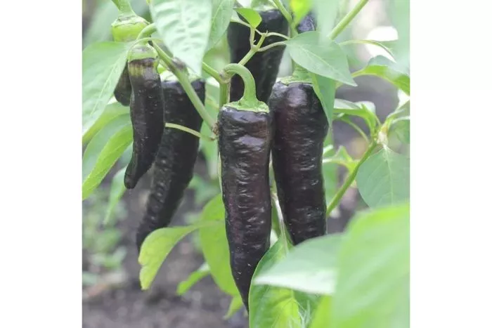 chernyy-markoni-10-184117