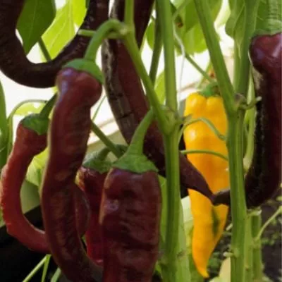 chernyy-markoni-12-184117