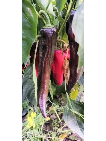 chernyy-markoni-5-184117