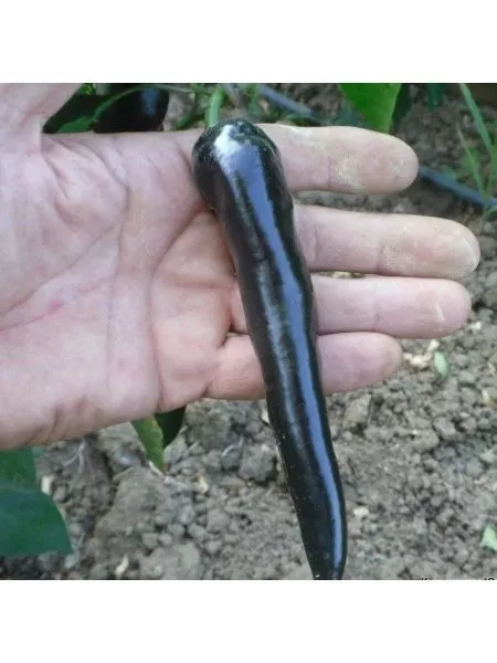 chernyy-markoni-7-184117