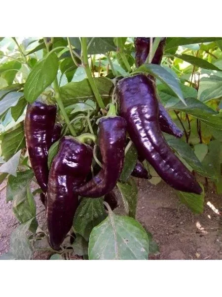 chernyy-markoni-8-184117