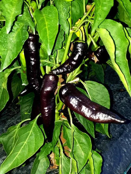 chernyy-markoni-9-184117