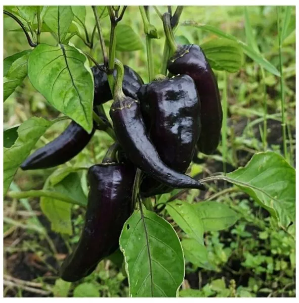 chernyy-markoni-main-184117