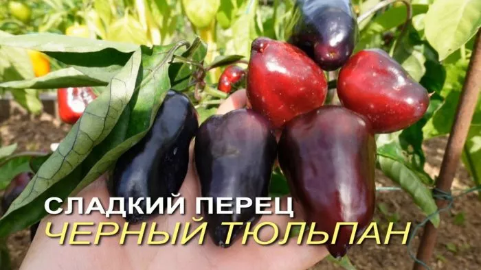 chernyy-tyulpan-1-187275