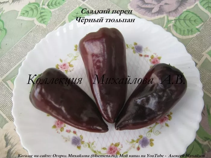 chernyy-tyulpan-10-187275