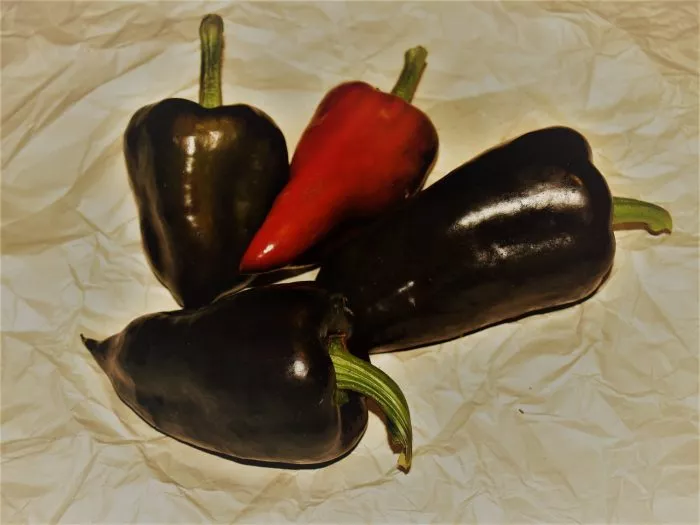 chernyy-tyulpan-11-187275