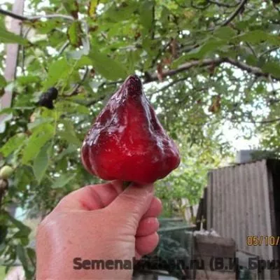 chernyy-tyulpan-12-187275