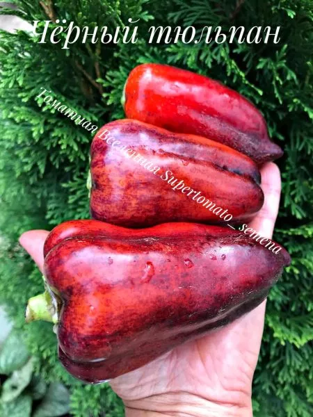 chernyy-tyulpan-3-187275