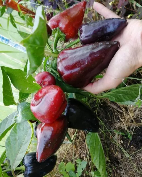 chernyy-tyulpan-4-187275