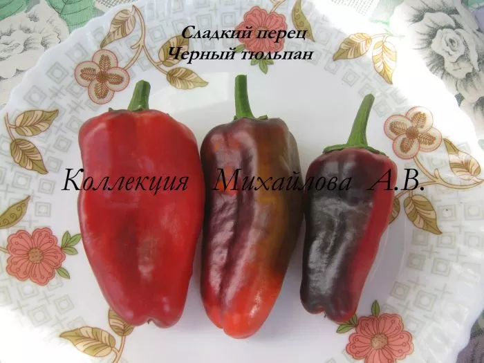 chernyy-tyulpan-5-187275