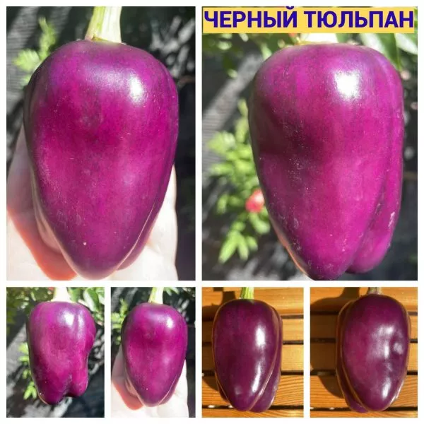 chernyy-tyulpan-6-187275