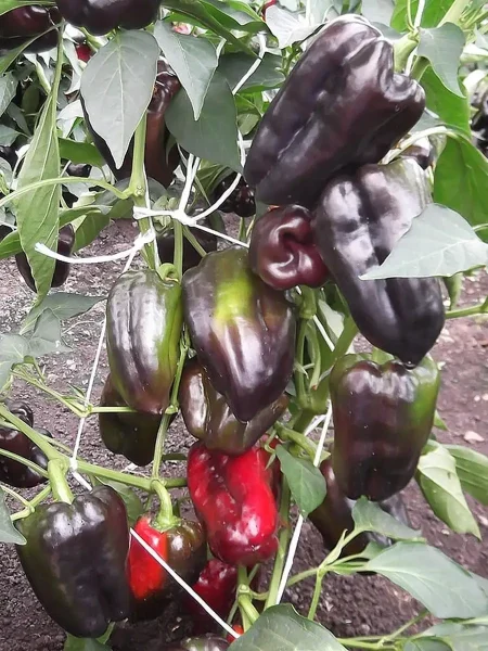 chernyy-tyulpan-7-187275