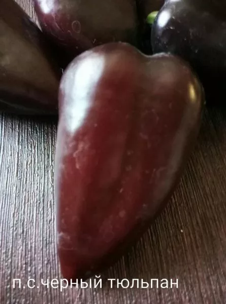 chernyy-tyulpan-8-187275