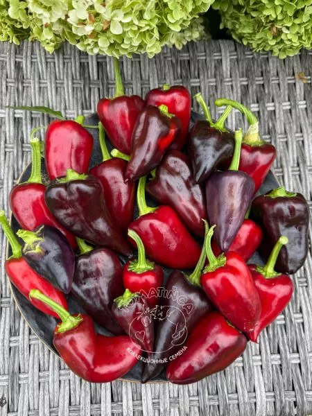 chernyy-tyulpan-9-187275