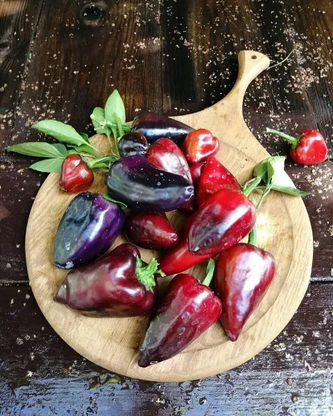 chernyy-tyulpan-main-187275