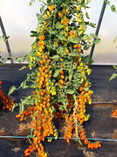 cherri-liza-1-171318