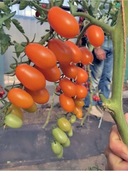 cherri-liza-5-171318